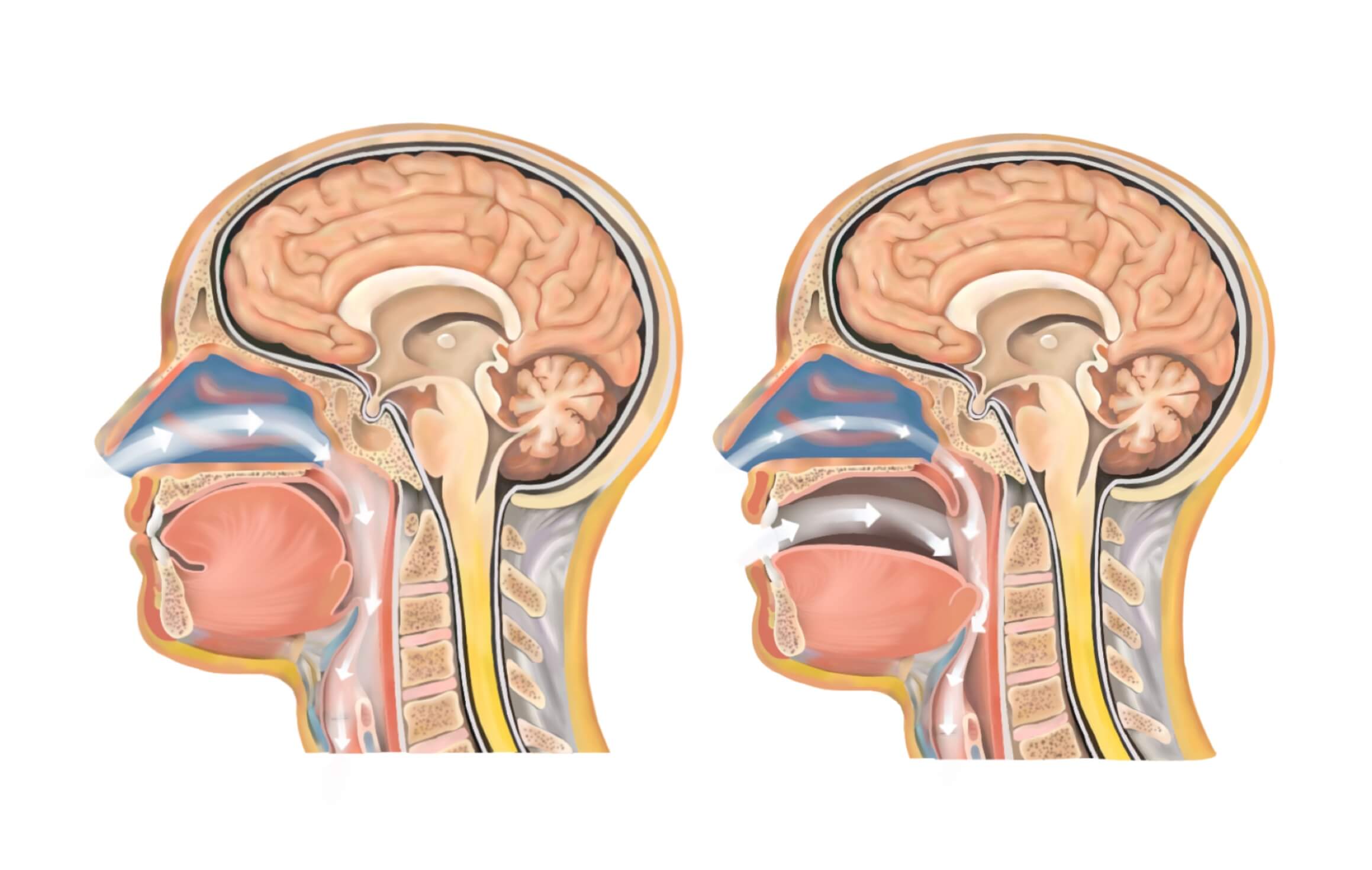 effective-breathing-excercises-nasal-vs-mouth-breathing-physiolutions